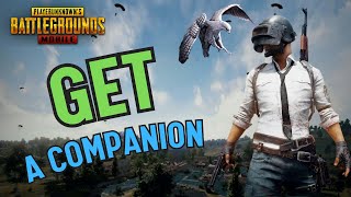 How to Get Companion in PUBG Mobile 2024?