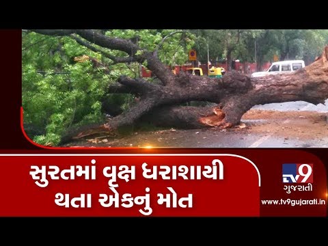 Bike rider died after tree falls on him in Surat's Olpad | Tv9GujaratiNews