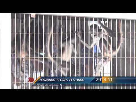 Video: Nueva Jersey Se Convierte En El Primer Estado En Prohibir El Uso De Animales Salvajes De Circo