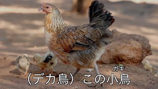 愛すべき鳥頭