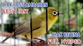 Download Lagu CIAK CIAK JOSS  BETINA KECIAL KUNING AMBARAN ‼️ PANCINGAN JOSS KECIAL KUNING SUPER AMPUH MP3