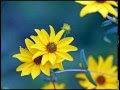 花の首飾り (HanaTon cover)