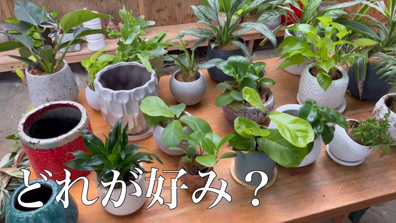 沢山の植物と鉢カバーで遊んでみた♪皆さんの好みは？ - YouTube