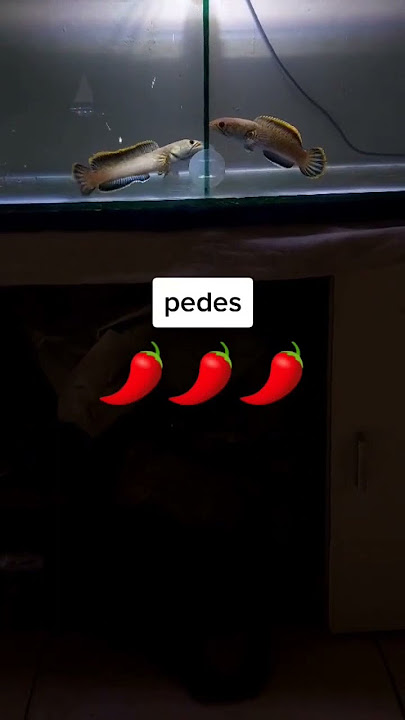 Limbata mangap mangap #channa #ikanchanna #channalimbata #limbata #limbatagalak