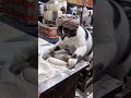 是谁想吃印度飞饼?#丑猫 #猫咪摆摊 #印度美食 #干净又卫生