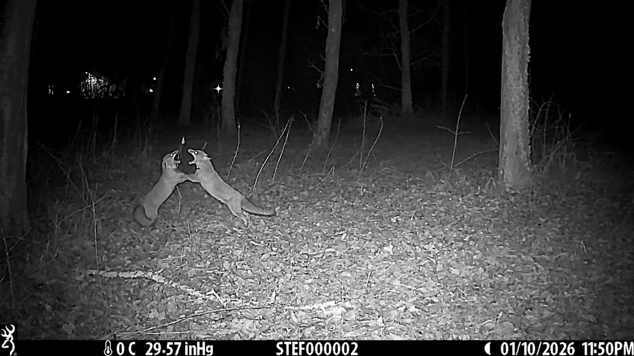 VOLPI - 10/01/2026 - 23:50