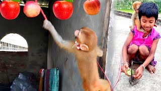 FEEDING RED DELICIOUS FRESH APPLE TO THE LOVELY MONKEY! MONKEY LIKE TO EAT AN APPLE! MONKEY! MONKEYS