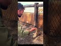 A quokka fascinated by a juggler #shorts #animals #funny