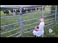 Little girl serenades herd of cows