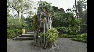 Botanical Garden  (Tenerife)