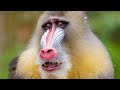 13 Most Interesting Types Of MONKEYS A to Z [videos]