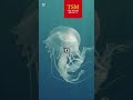 This jellyfish can live forever?🪼#immortaljellyfish #naturefacts #wildlifewonder #didyouknow #fact