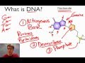 Decoding the Structure and Function of DNA