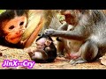 JIN LESS CARE_ _HURT AND CRY NO MILK !! POOR BABY MONKEY JIN VERY HUNGRY BUT MOM GIVE HURT.
