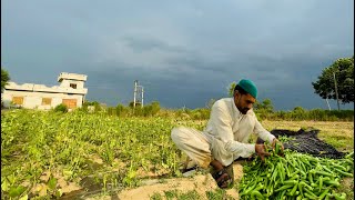 Fresh Vegetables + Barish Village life