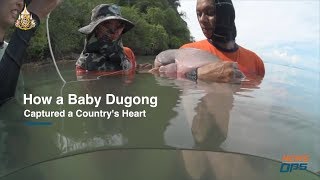 How a Baby Dugong Captured a Country's Heart by NewsOps 6,972 views 4 years ago 2 minutes, 43 seconds