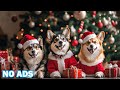 12 Hours of Dog TV for Dogs to Watch 🐶 Anti Anxiety Music for Deep Relaxation &amp; Calm Your Dog