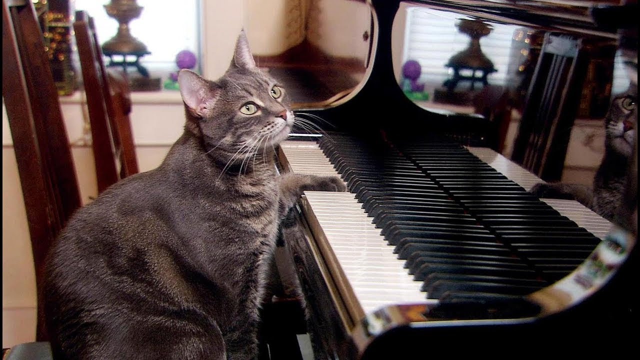 Piano-playing rescue cat and her legacy lives on