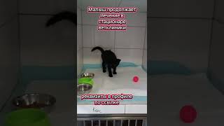 Спасенный бездомный котенок продолжает лечение в стационаре ветклиники #бездомныеживотные