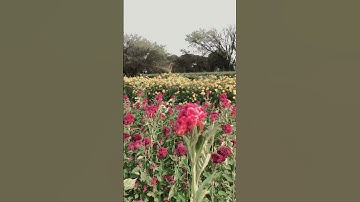 Thumbnail of Campos de flores #diademuertos #music #recuerdame #campo #agriculture #campesinos