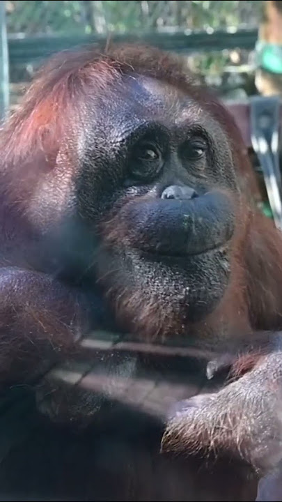 Adorable Eloise the Orangutan