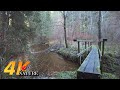 Along The River - 4K Walk with River Sounds in the Forest ASMR