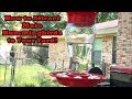 How to Attract More Hummingbirds to Your Yard!