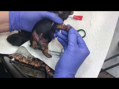 Video: Wie man das gebrochene Bein eines Hundes splint