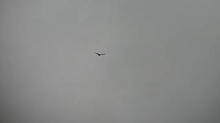 Marsh Harrier, Longdendale, Derbyshire