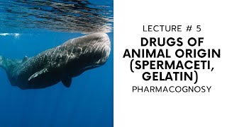PHARMACOGNOSY || DRUGS OF ANIMAL ORIGIN || SPERMACETI AND GELATIN || LECTURE # 5 || HOPELESS MEDICOS