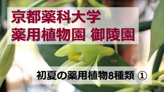 【京都薬科大学】薬用植物園 御陵園 第1弾「初夏の薬用植物①」