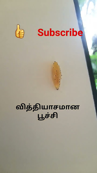 வித்தியாசமான பூச்சி இந்த பூச்சியோட நேம் தெரிந்தால் கமெண்ட் பண்ணுங்க