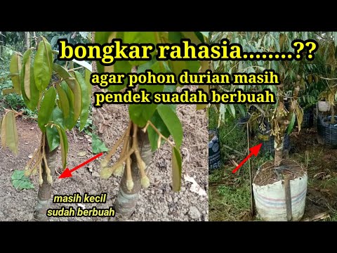 Cara Membuat Pohon Durian Pendek