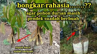 how to cut durian so that it bears fruit quickly