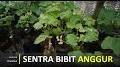 Video for Centra Bibit Anggur