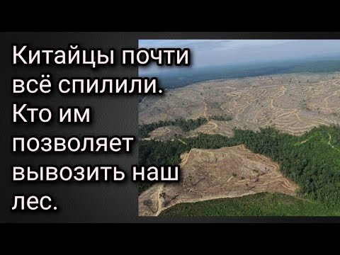 Китайцы почти всё спилили. Кто Китаю позволяет вывозить наш лес.