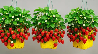 How to Grow Strawberries in Plastic Bottles | US & Europe