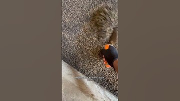 Here, we make maggots for alternative livestock feed for better profit in the livestock industry