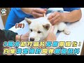 【3萌犬初打晶片反應兩極化！  白柴淡定挨針同伴嚇傻狂抖】｜ @柴犬七仙女 Sailor Shiba Inu