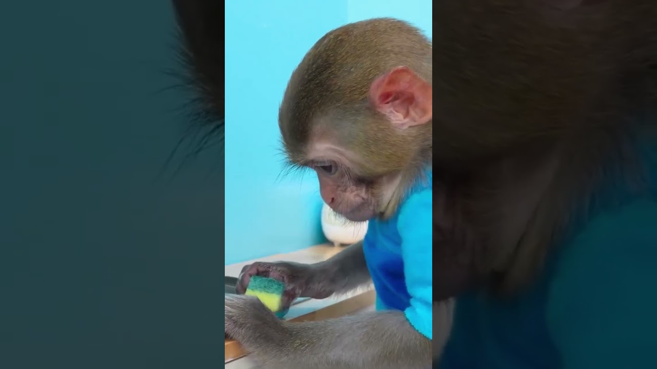 Monkey Baby Shark | Nursery Rhymes & Kids Songs |Bobby Kids Songs