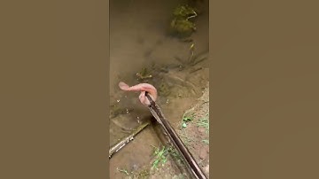 How to catch Eel fish with hook#247