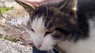 猫の島　防波堤に座ったら人懐っこい野良猫が寄ってきた