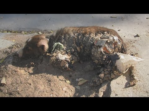 Puppy stuck in tar unable to move saved.