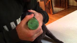 Tropiclean Clean Teeth Gel product review, video 2