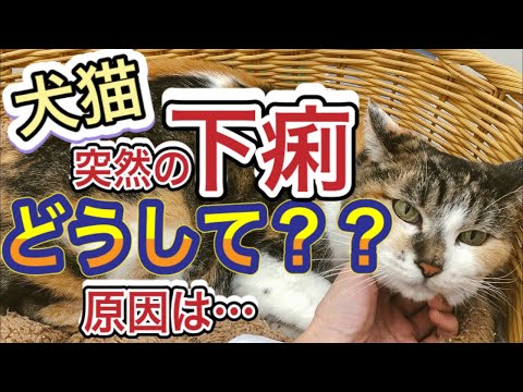 【犬猫の下痢の原因】下痢の時のフードは？対処法や怖い下痢の見分け方などを獣医師が解説