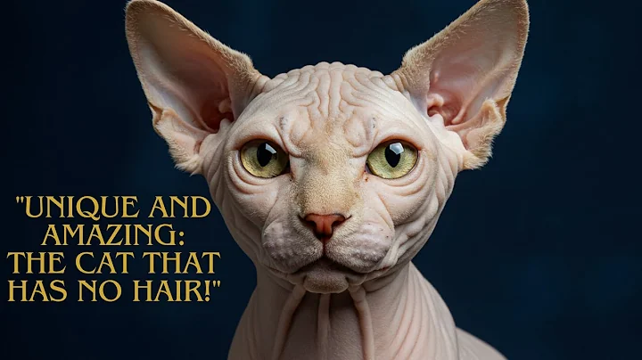 Watch the video about Meet the Donskoy The Most Fascinating Hairless Cat in the World!