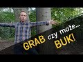 "Chciałby Bóg żeby buk...?" Czy może grab? - o Lesie #18