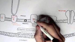 Human Metabolism Map II  Cellular Respiration (Electron Transport Chain, Oxidative Phosphorylation)