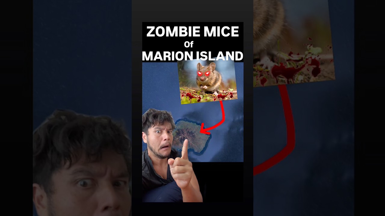 The ZOMBIE MICE of MARION ISLAND