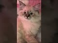 Девочка Перси. Невский маскарадный котёнок 3 месяца.